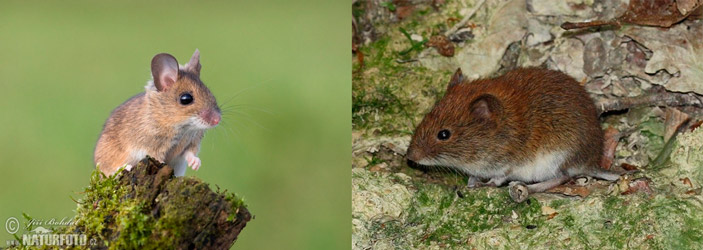 Рис. 1. Европейская лесная мышь и рыжая полевка