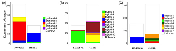 Рис. 3. Встречаемость генетических вариантов бартонелл