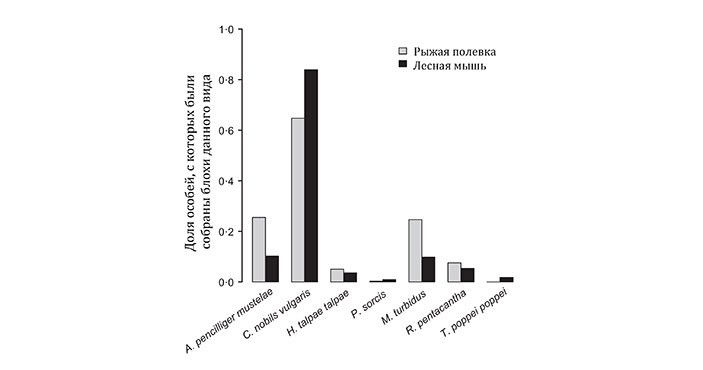 Рис. 4. Виды блох, собранных на рыжих полевках и лесных мышах