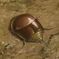 Древнейший жук-термитофил