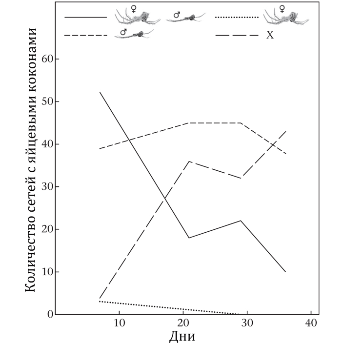 Рис. 3. Количество сетей с яйцевыми коконами, на которых присутствовали самец и самка (сплошная линия), только самка (точечный пунктир), только самец (пунктир) и не было взрослых пауков (Х, длинный пунктир), в зависимости от дня наблюдений