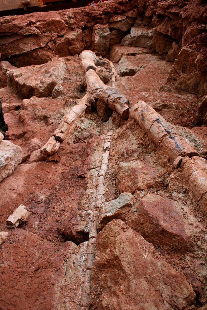 Ствол 15-метрового каламита, найденный в Хемнице