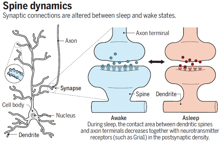 Рис. 1. Рисунок, иллюстрирующий главный вывод обеих обсуждаемых работ: во время сна происходит ослабление синапсов