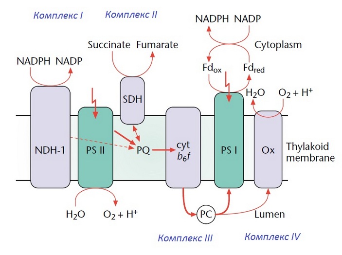 Схема электронно-транспортных цепей