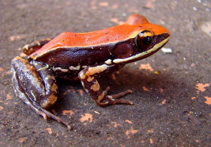 Hydrophylax bahuvistara