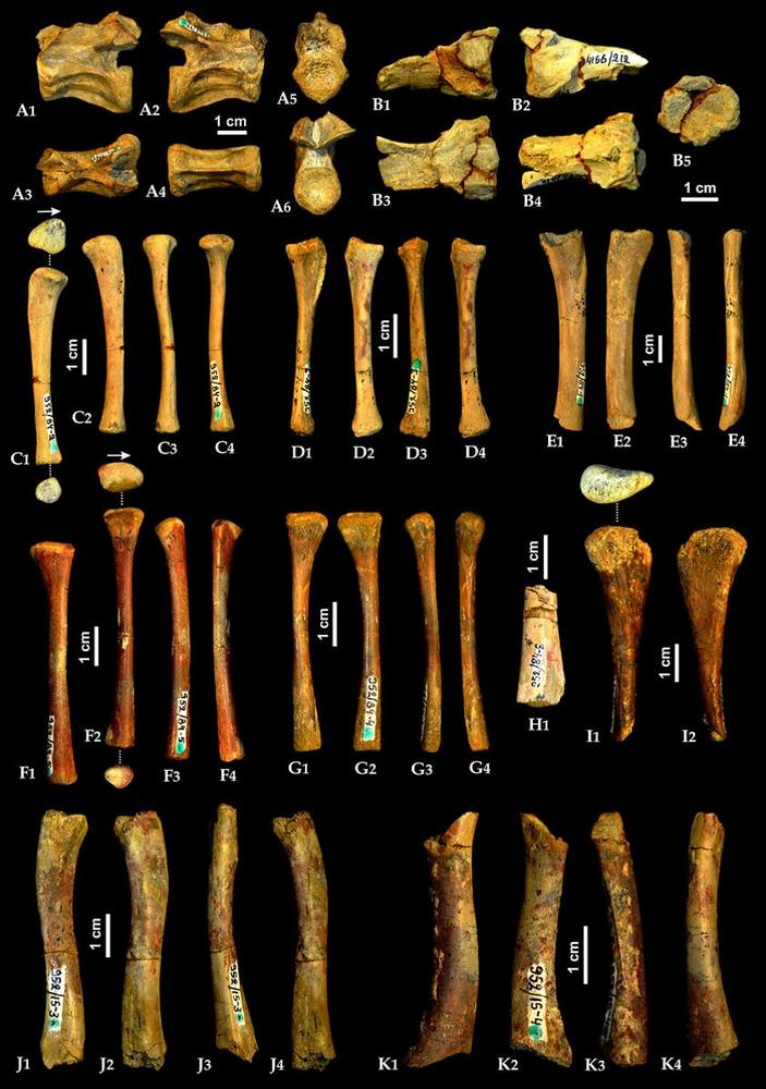 Кости донгузуха