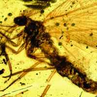 Каллиграмматида Burmogramma liui из бирманского янтаря