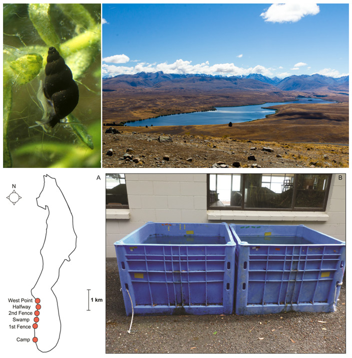 Рис. 1. Пресноводная улитка Potamopyrgus antipodarum и озеро Александрина