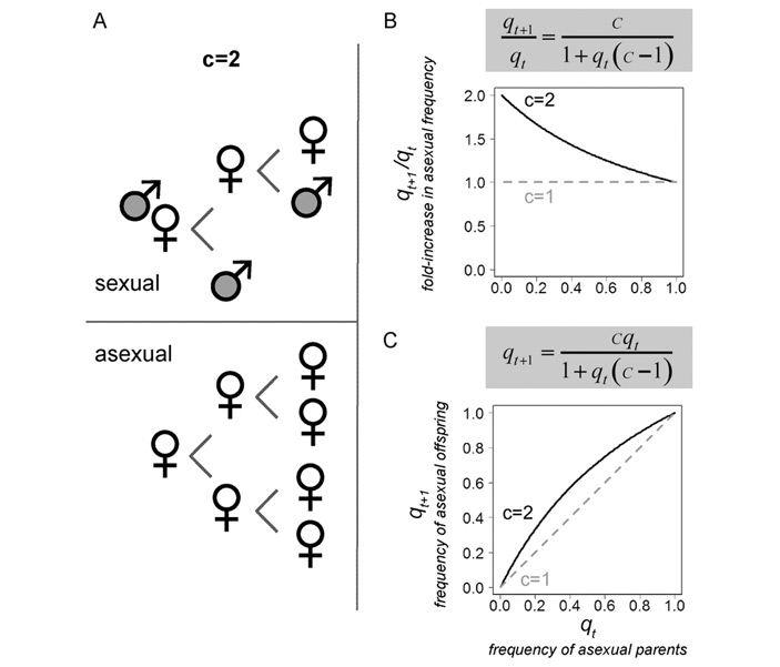 Рис. 2. Двойная цена самцов