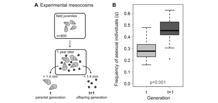 Рис. 3. Схема эксперимента и его основной результат