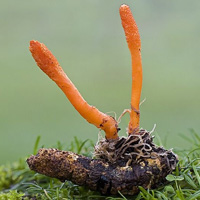 Плодовое тело гриба Cordyceps militaris