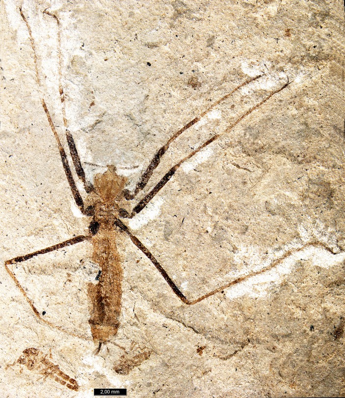 Saurophthirus