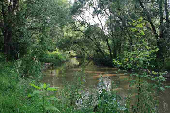 Местообитание соловья