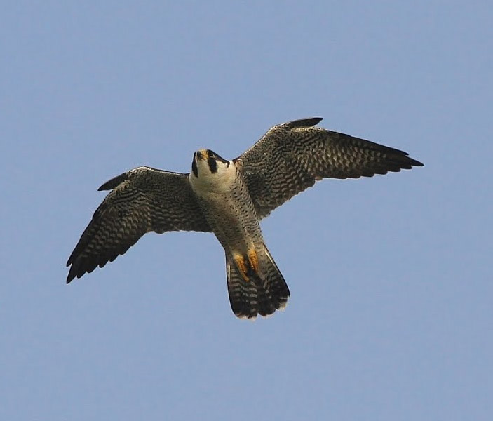 Рис. 3. Сокол в полете с хорошо видными отставленными перьями крылышка
