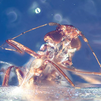 Представитель нового рода и вида листоблошек из бирманского янтаря Pictala scorpioides