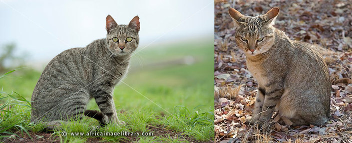 <b>Рис. 1.</b> Африканские дикие кошки внешне почти неотличимы от домашних