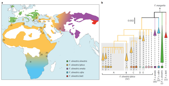Рис. 2. Карта распространения подвидов дикого кота Felis silvestris и генеалогическое дерево митохондриальных линий