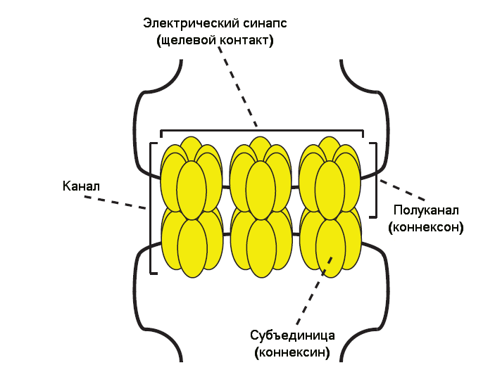<b>Рис. 4.</b> Схема электрического синапса