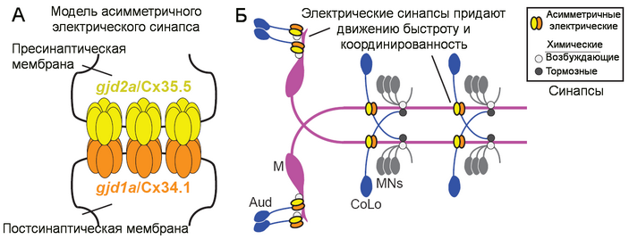 <b>Рис. 1.</b> <b>А</b> — модель асимметричного электрического синапса рыбы <i>Danio rerio</i> с указанием генов и белков, свойственных пре- и постсинаптическим клеткам. <b>Б</b> — система с маутнеровскими нейронами (Mauthner circuit).