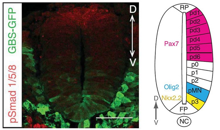 Нервная трубка мышиного эмбриона в поперечном разрезе
