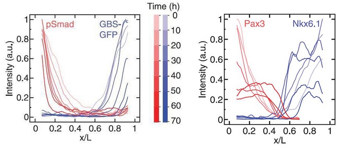 Интенсивность сигналов, получаемых от морфогенов