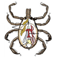 Симбионт и судьба