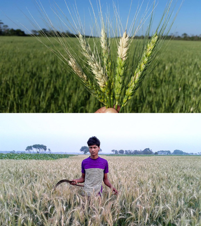 Пшеница, пораженная грибом Pyricularia oryzae