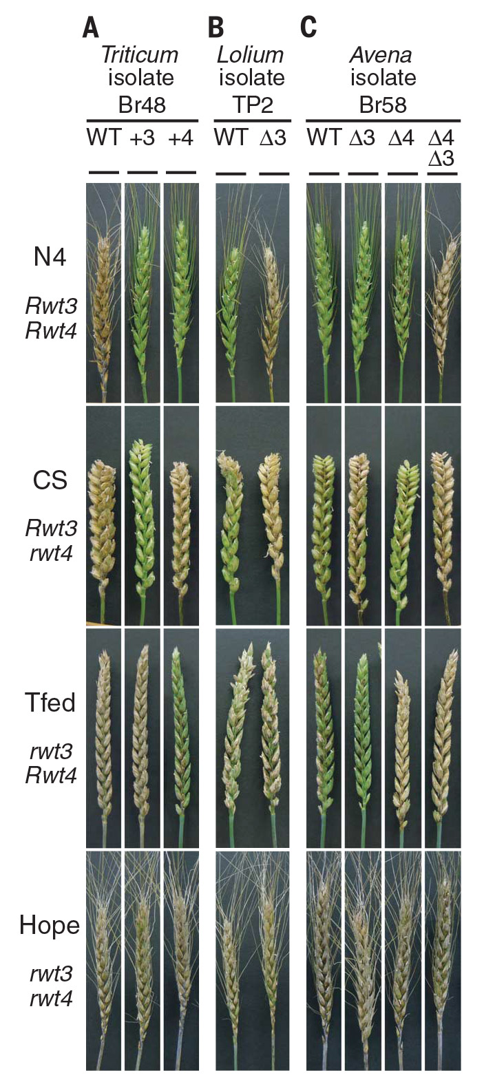 Рис. 2. Результаты экспериментов по заражению разными штаммами гриба P. oryzae колосьев пшеницы