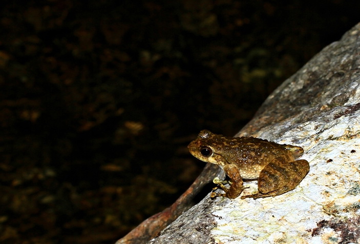 <b>Рис. 1.</b> Карликовая каскадница (<i>Amolops torrentis</i>)