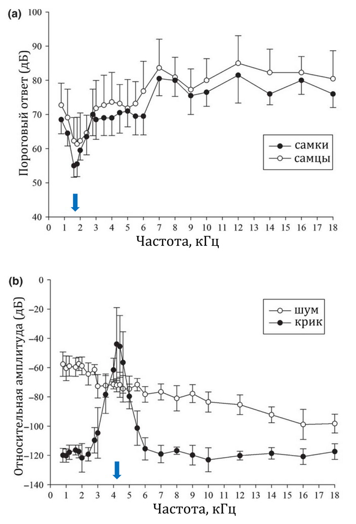 Рис. 4. а. Пороговый ответ ствола мозга на акустическую стимуляцию