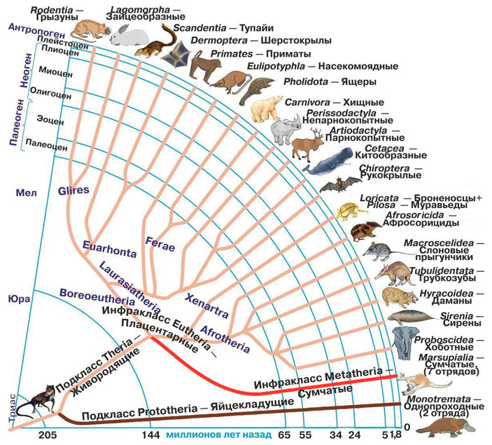 Рис. 2. Эволюционное древо млекопитающих