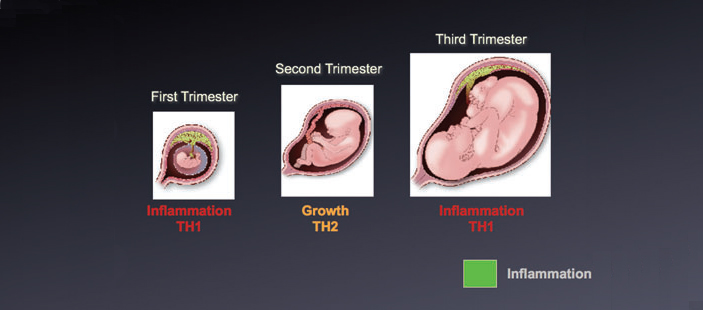 Рис. 4. Три иммунологические стадии беременности у человека. Светло-зеленым показано воспаление