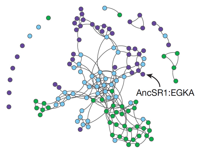 Рис. 3. Эволюционные возможности предкового стероидного рецептора до приобретения 11 разрешающих мутаций