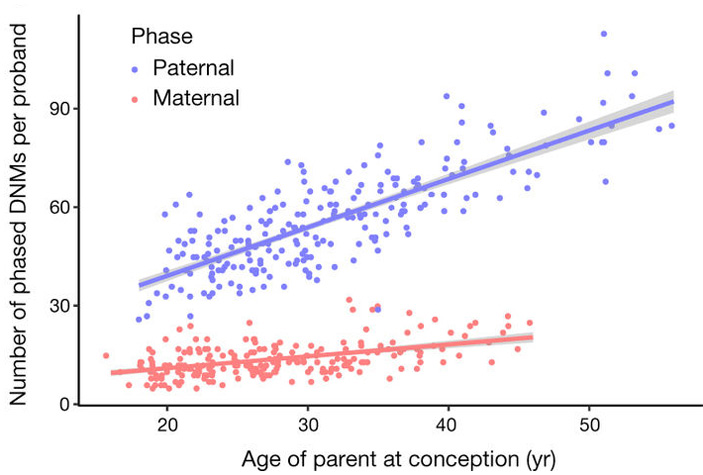 Рис. 3. Связь числа новых мутаций, полученных от отца и матери, с возрастом родителя