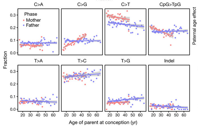 Рис. 4. Изменение относительной частоты некоторых типов мутаций с возрастом родителя