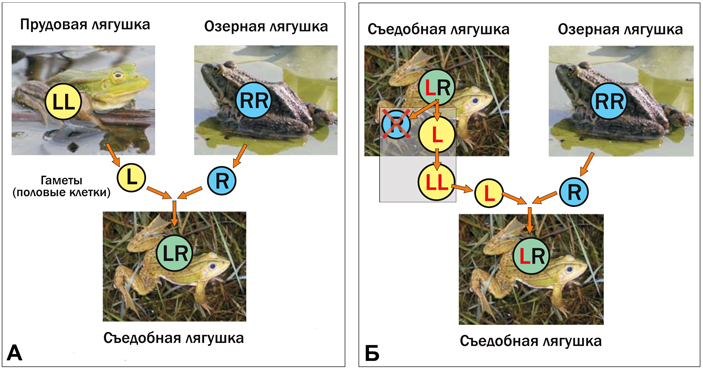 Рис. 2. Пример видообразования у зеленых лягушек