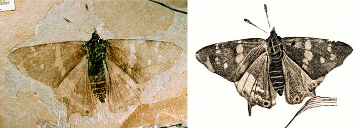 Рис. 2. Одна из древнейших дневных бабочек, Prodryas persephone