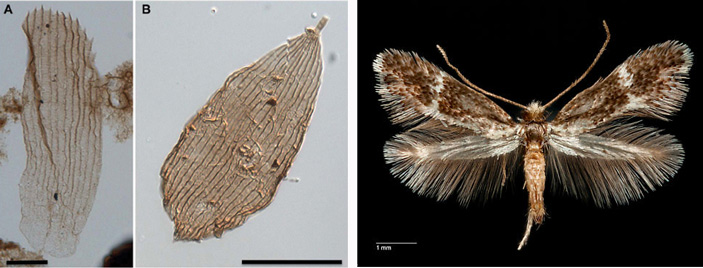 Рис. 3. Чешуйки Lepidoptera, извлеченные из бурового керна при споро-пыльцевом анализе, и примитивное хоботковое чушуекрылое