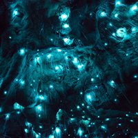 Arachnocampa luminosa