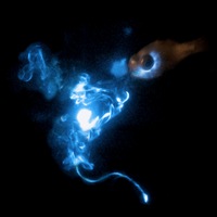 Рыба выплевывает рачка