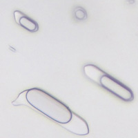 Включения флюида в кристалле кварца