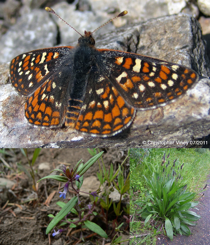 <b>Рис. 1.</b> Бабочка <i>Euphydryas editha</i> и ее кормовые растения