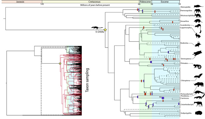 Рис. 3. Хронология утраты хитиназ плацентарными млекопитающими
