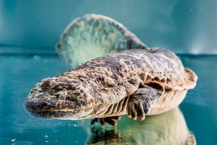 Китайская исполинская саламандра (Andrias davidianus)