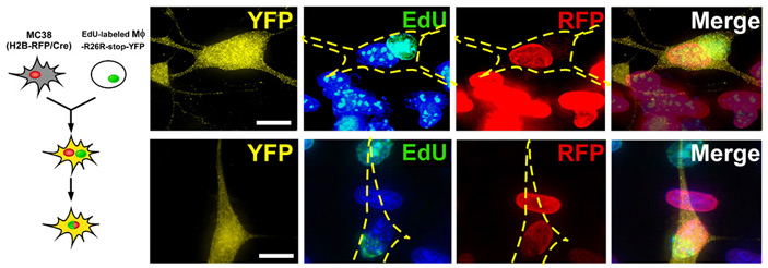 Рис. 2. Еще одно подтверждение тому, что клетки сливаются