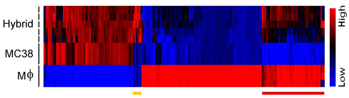 Рис. 3. Экспрессия генов в гибриде