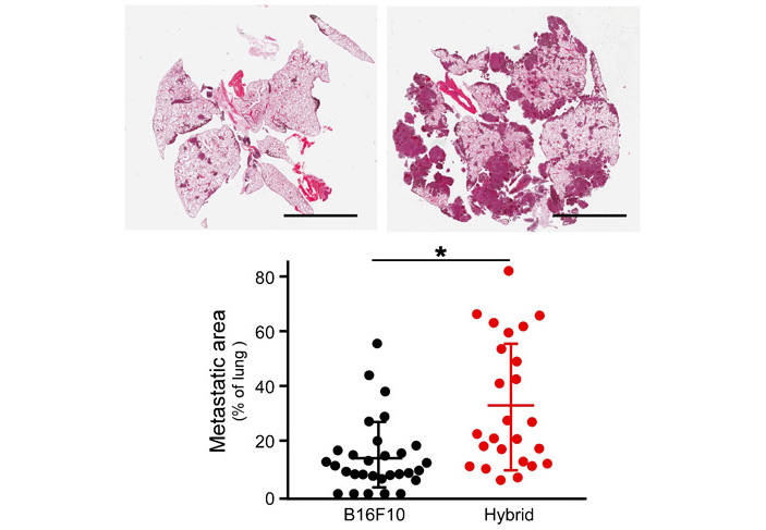 Рис. 4. Метастазирование обычных раковых клеток и клеток-гибридов