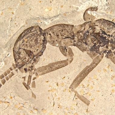 Таракан Grant viridifluvius