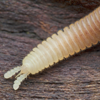 Двупарноногая многоножка Siphonophoridae
