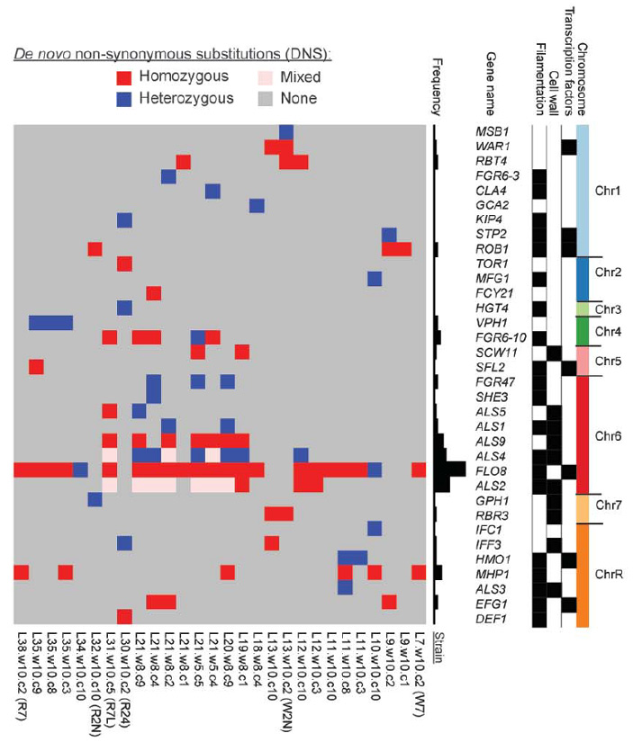 Рис. 2. Мутации, закрепившиеся у 28 штаммов C. albicans